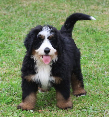 Photo-gallery - Lighthouse Labradoodles