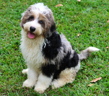 Photo-gallery - Lighthouse Labradoodles