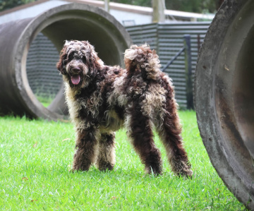 Photo-gallery - Lighthouse Labradoodles