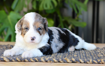 Photo-gallery - Lighthouse Labradoodles
