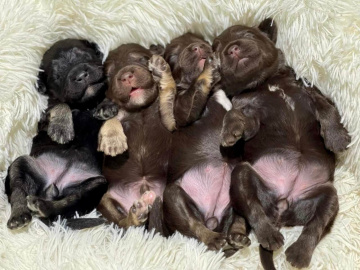 Photo-gallery - Lighthouse Labradoodles