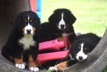 Photo-gallery - Lighthouse Labradoodles