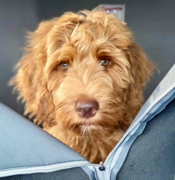 Photo Gallery | Lighthouse Labradoodles