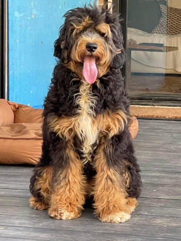 Photo-gallery - Lighthouse Labradoodles