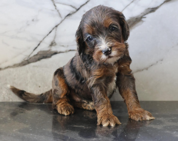 Photo-gallery - Lighthouse Labradoodles