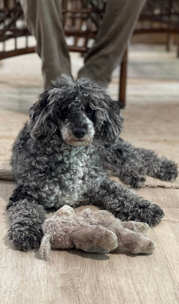 Photo-gallery - Lighthouse Labradoodles