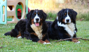 Photo-gallery - Lighthouse Labradoodles