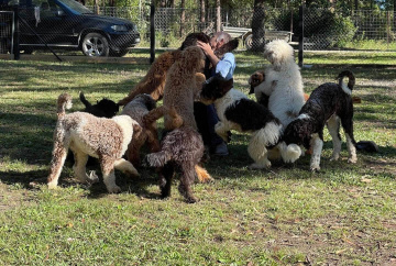 Photo-gallery - Lighthouse Labradoodles