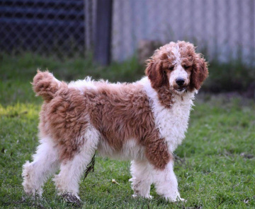 Photo-gallery - Lighthouse Labradoodles