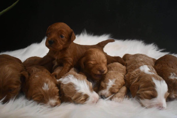 Photo-gallery - Lighthouse Labradoodles