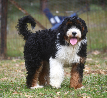 Photo-gallery - Lighthouse Labradoodles