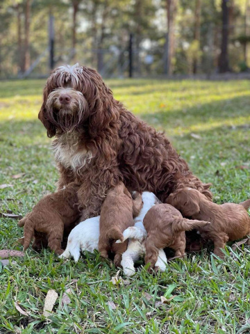 Photo-gallery - Lighthouse Labradoodles