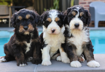 Photo-gallery - Lighthouse Labradoodles