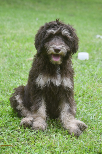 Photo-gallery - Lighthouse Labradoodles