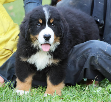 Photo-gallery - Lighthouse Labradoodles