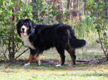 Photo-gallery - Lighthouse Labradoodles