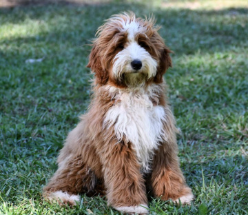 Photo-gallery - Lighthouse Labradoodles
