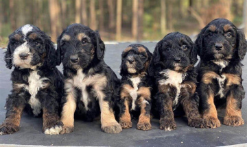 Photo-gallery - Lighthouse Labradoodles