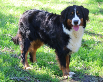 Photo-gallery - Lighthouse Labradoodles