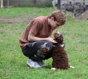 Photo-gallery - Lighthouse Labradoodles