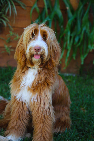 Photo-gallery - Lighthouse Labradoodles