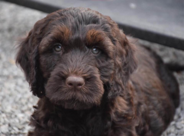 Photo-gallery - Lighthouse Labradoodles